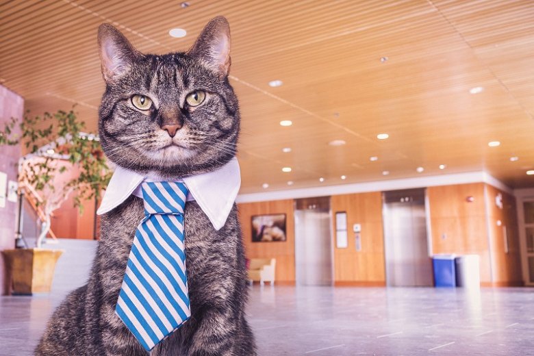 chat avec cravate