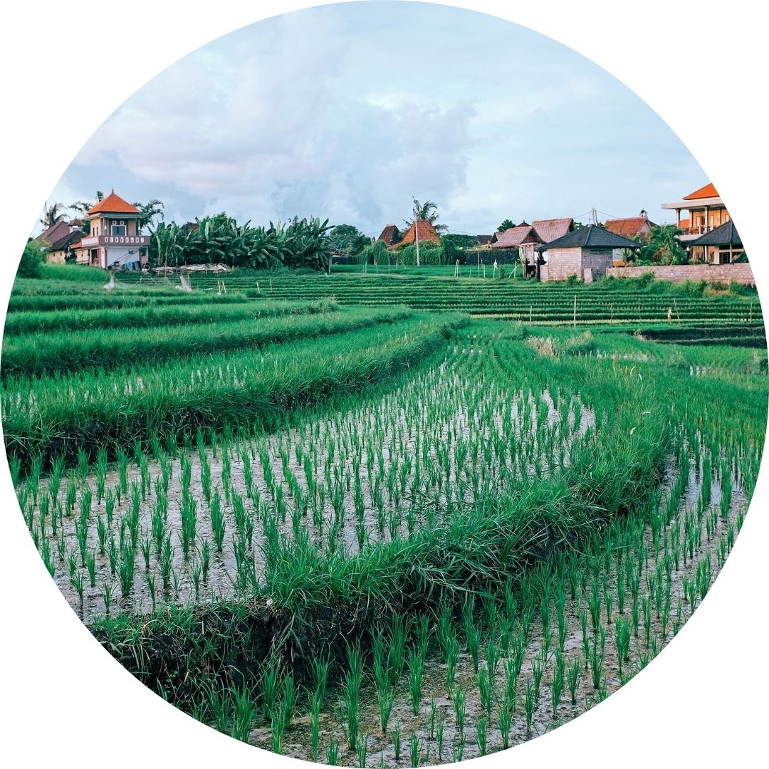 Photo d'un paysage de rizières
